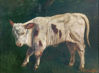 A Calf